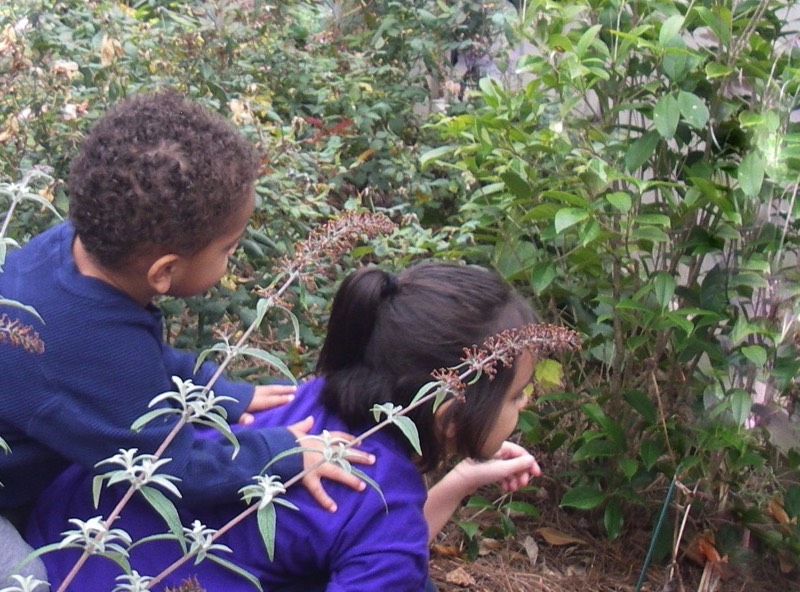 Discovering butterfly chrysalis